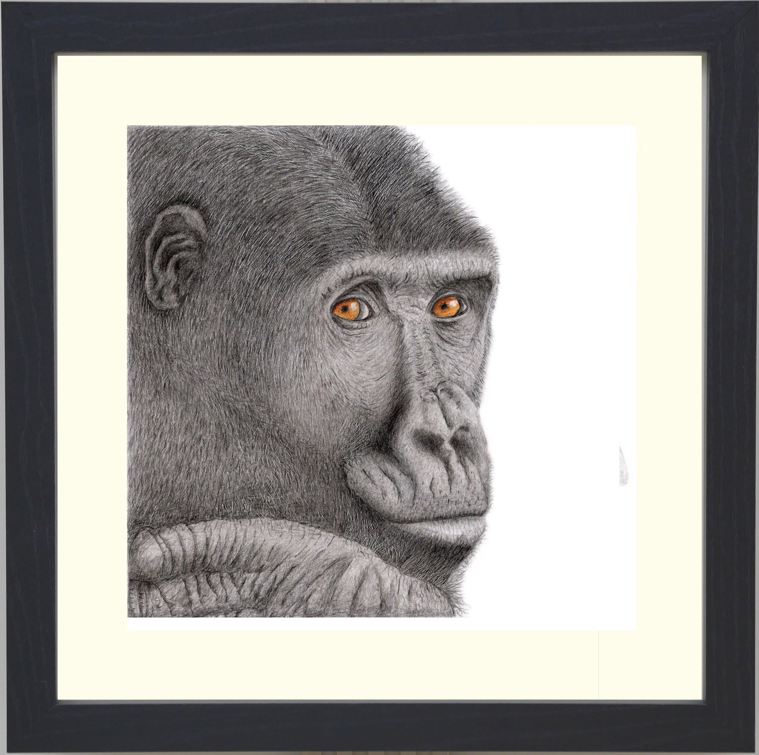 Gorilla Framed.jpg
