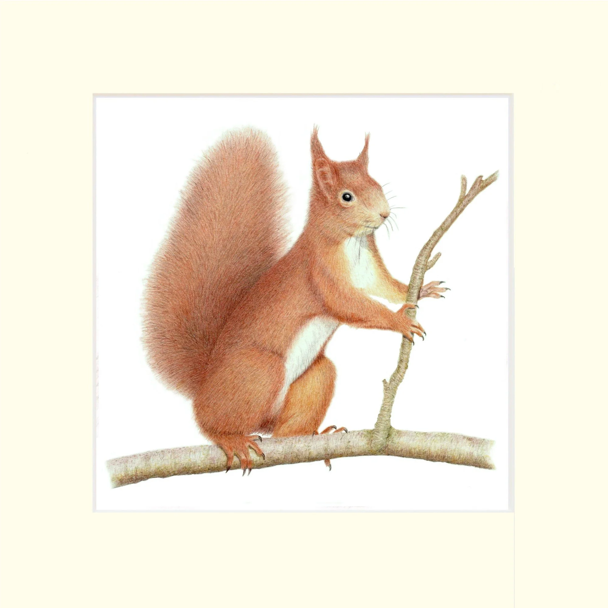 Red Squirrel Mounted.jpg