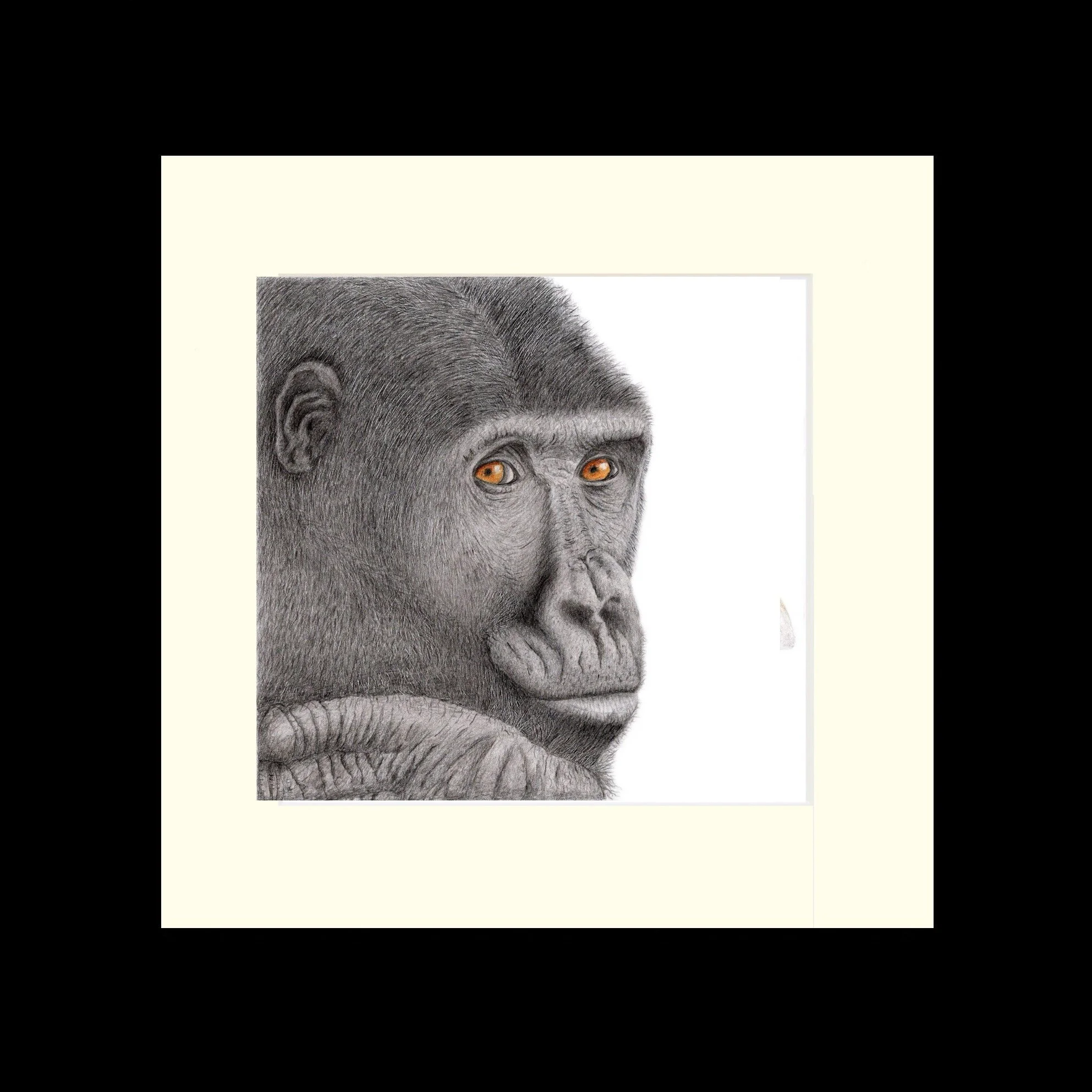gorilla black frame.jpg