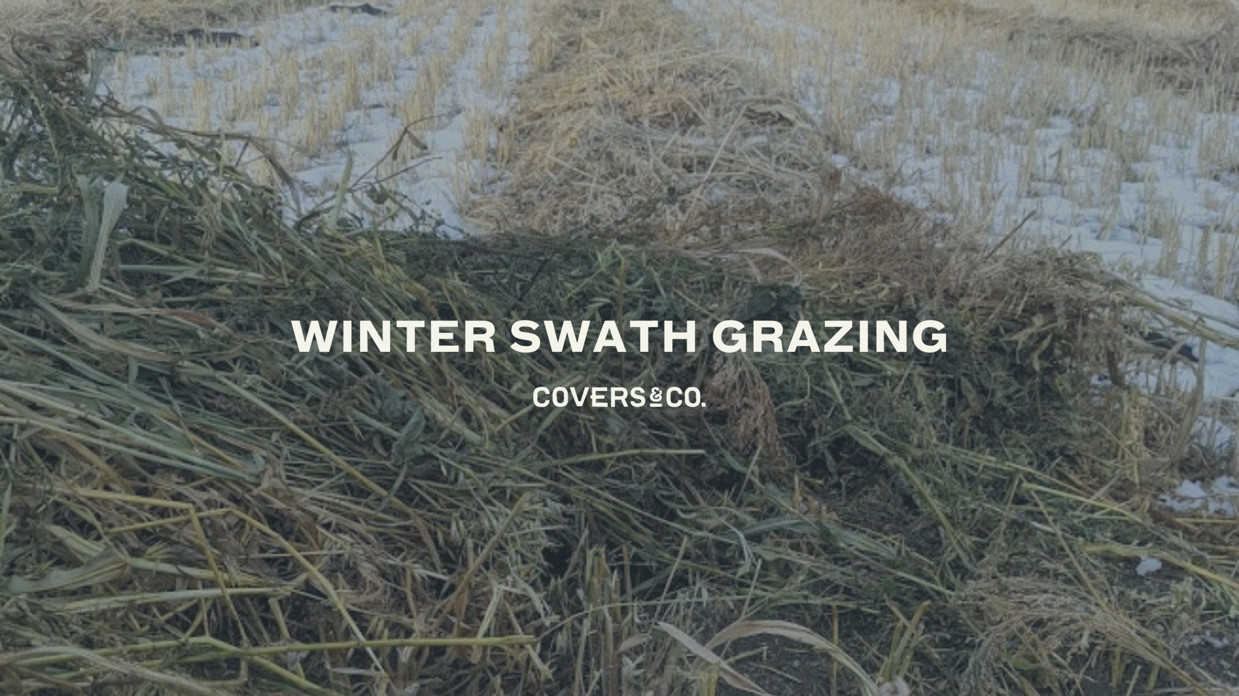 Winter Swath Grazing