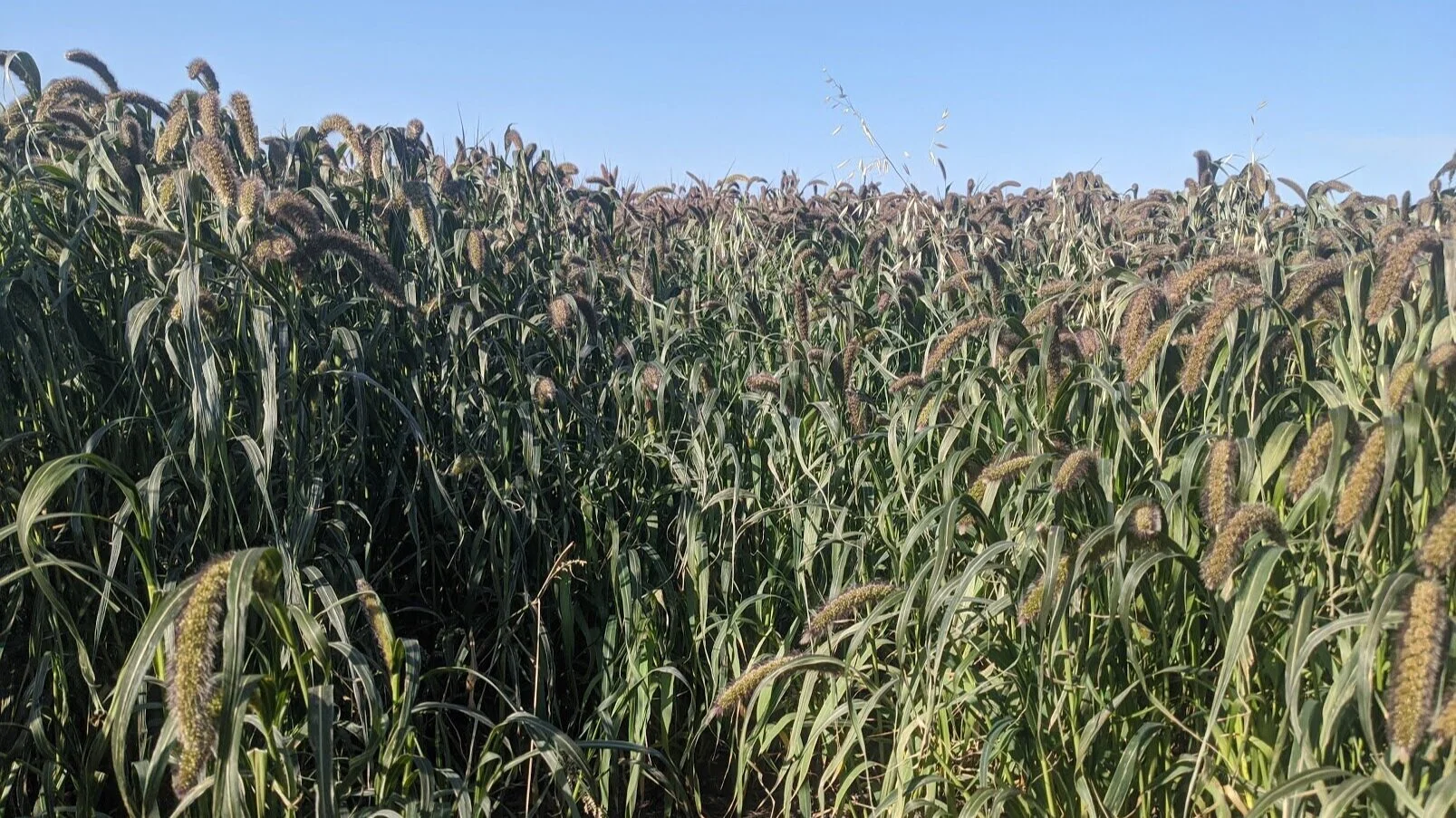 Frost Concerns — A Plant Diversity Company