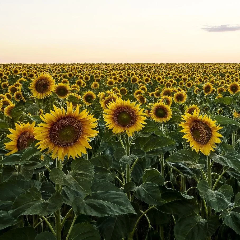 sunflower-field-pixabay.progressive.jpg