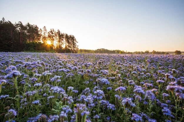 phacelia.jpg