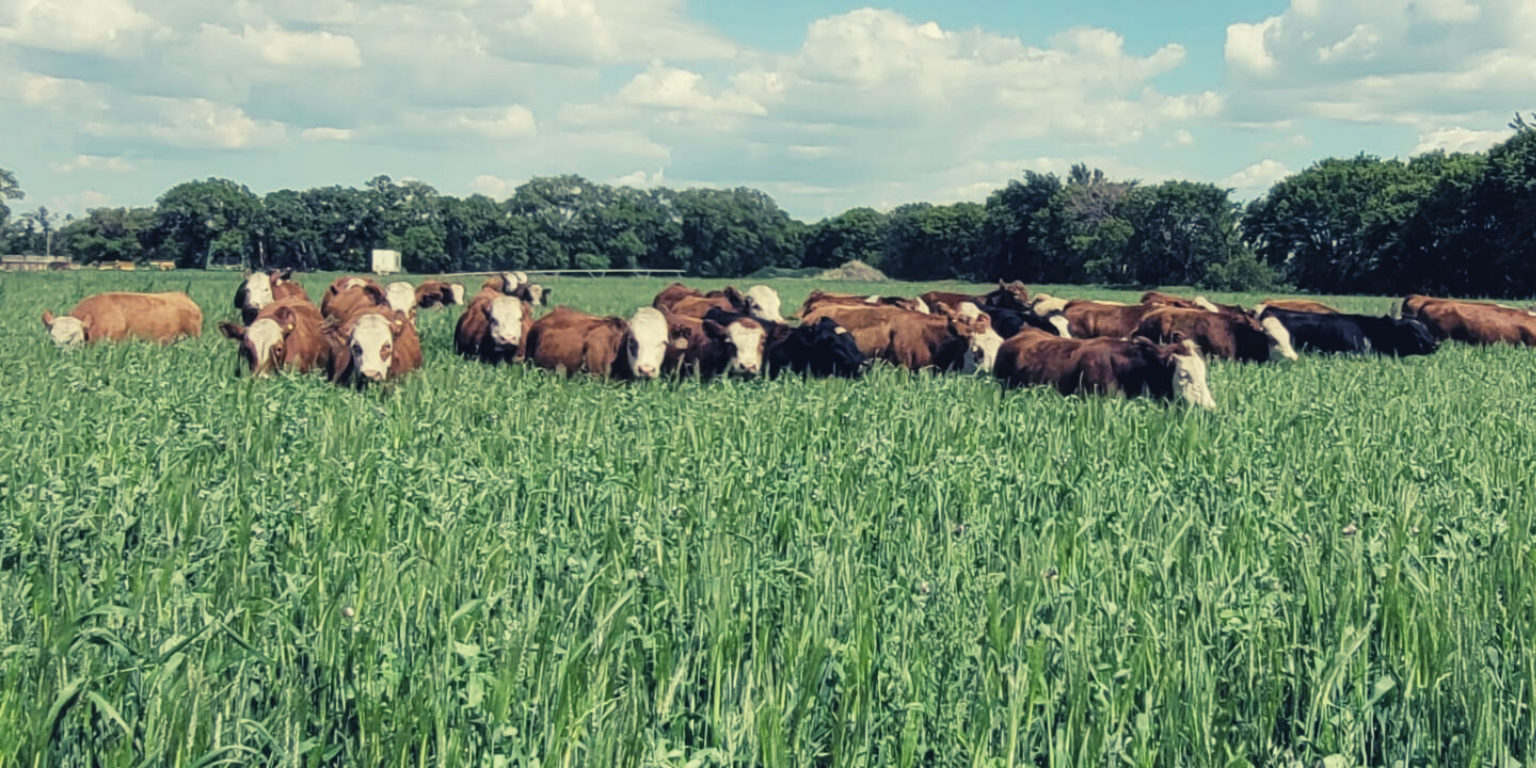 Grain &amp; Cattle Farm Collaboration