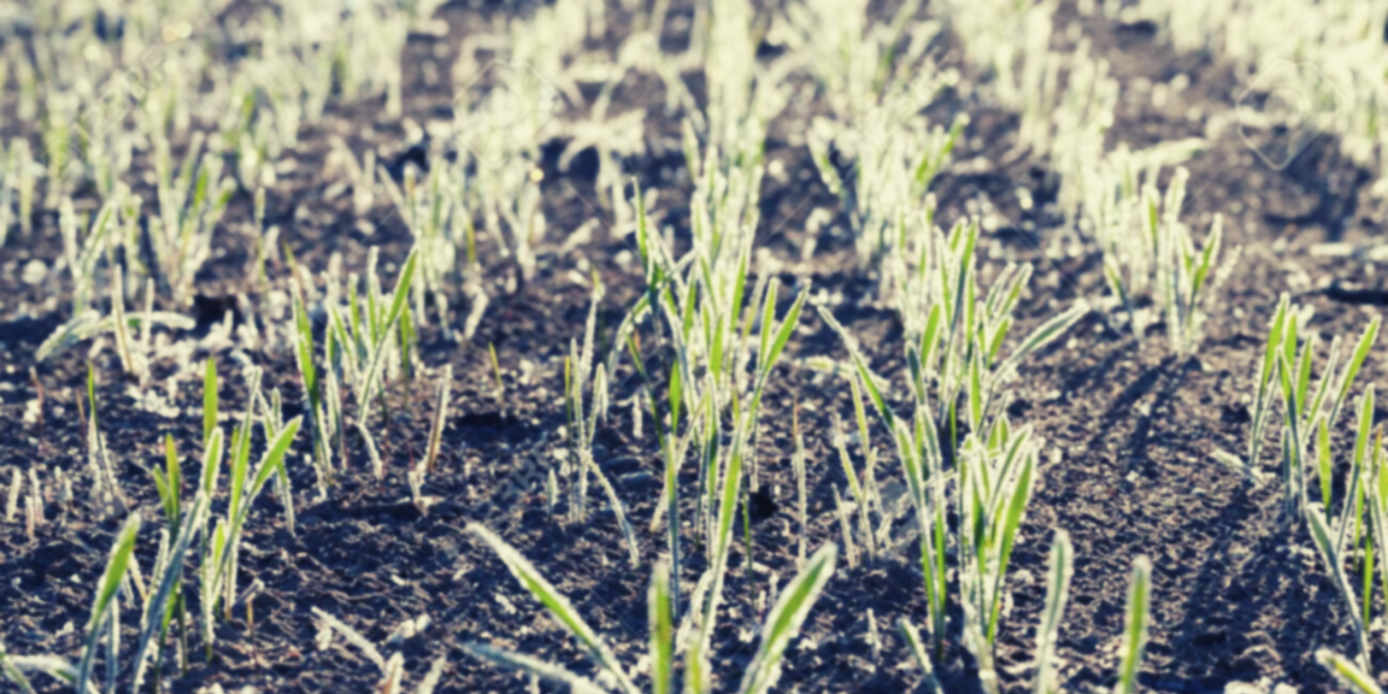 Frost Concerns &amp; Plant Diversity
