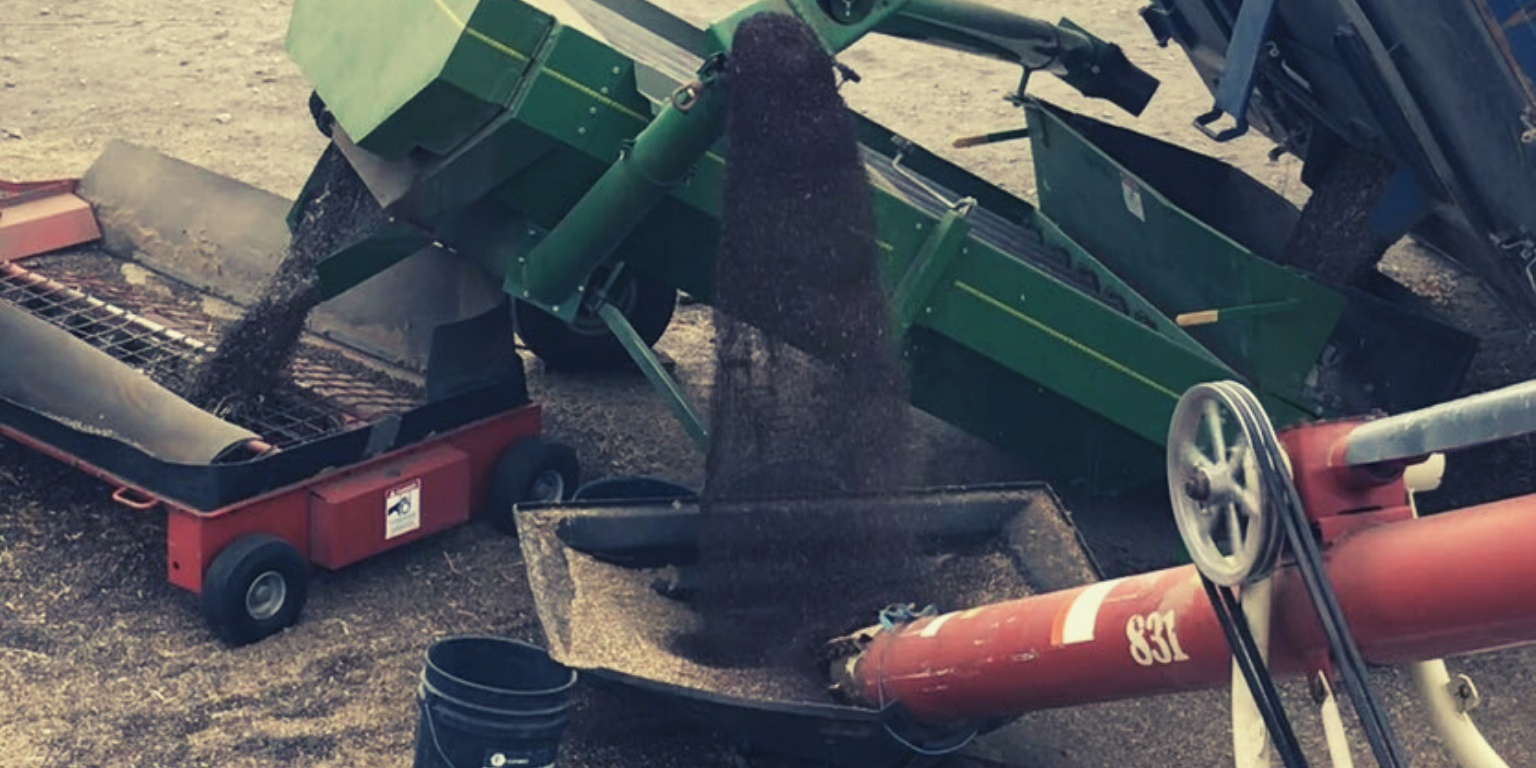 Pea Intercropping Practices