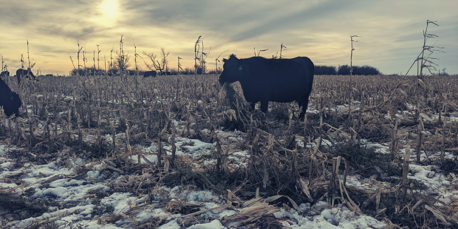 Economics of Fall Grazing