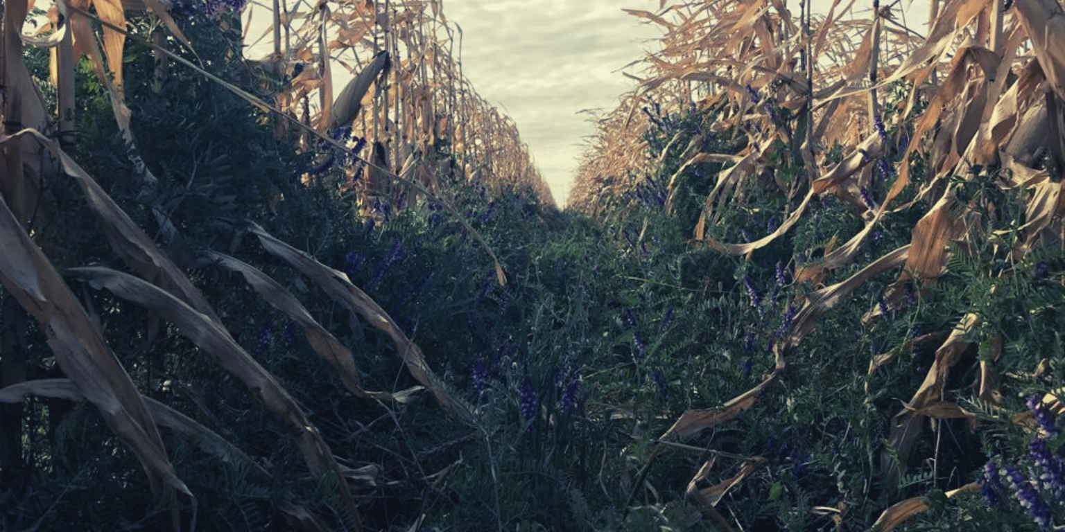 Corn/Vetch Intercrop