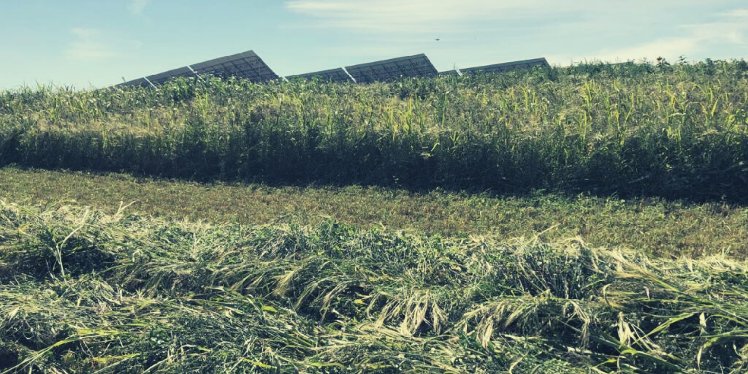 Full Season Cover - Harvest Timing