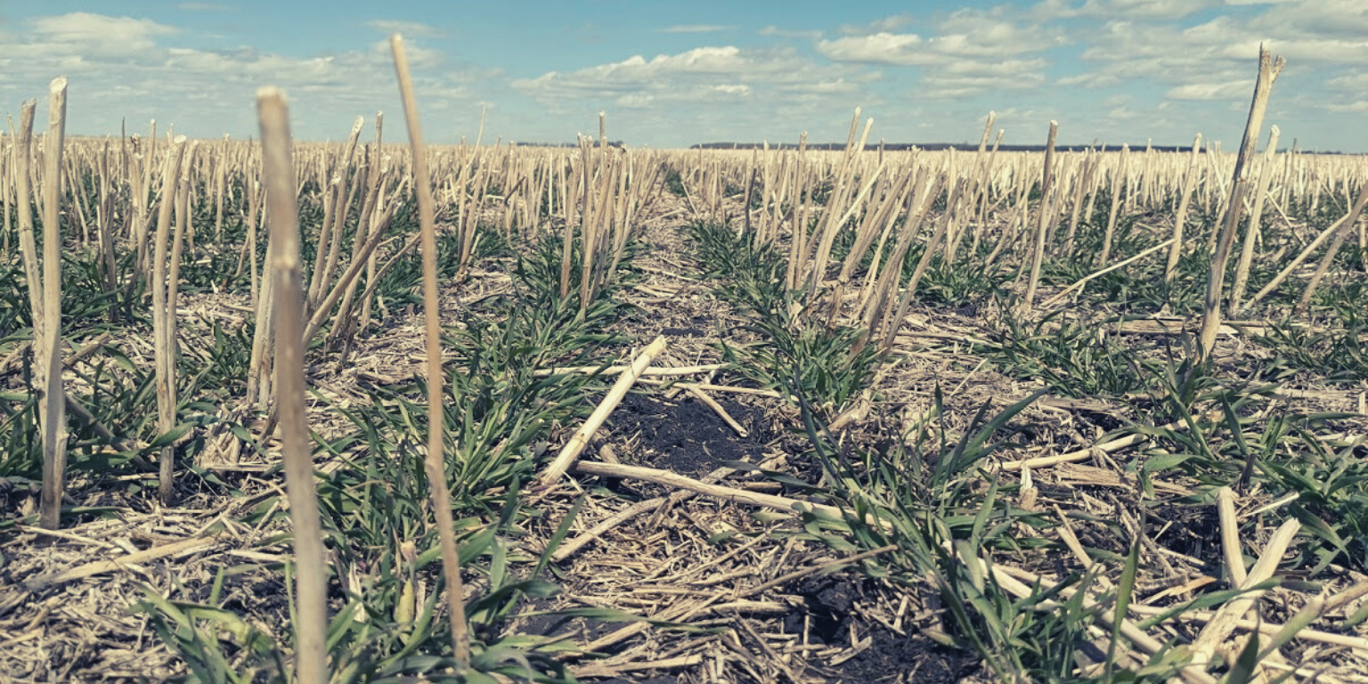 Fall Seeded Cover (Grain)