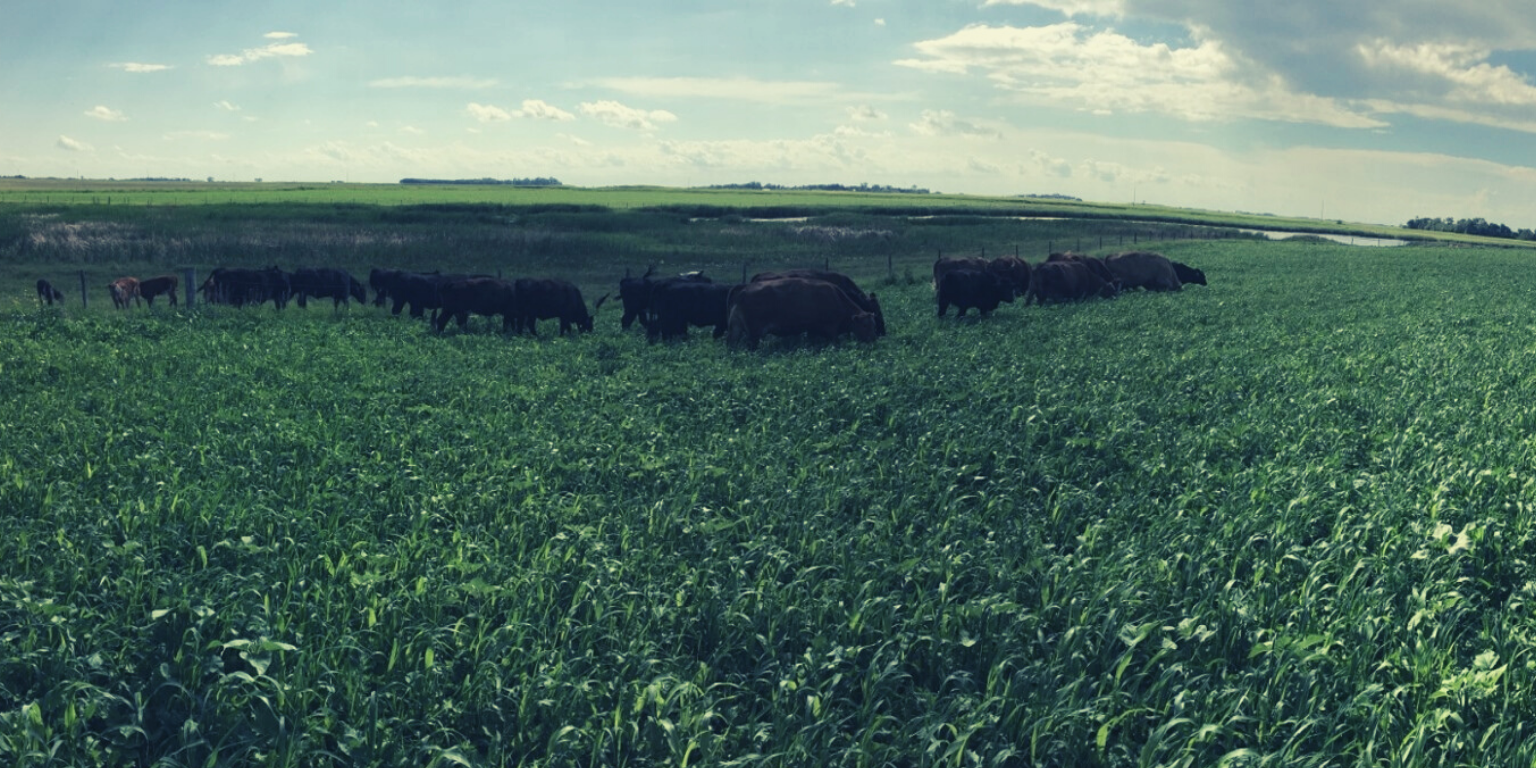 Full Season Cover - Mob Grazing Protocol