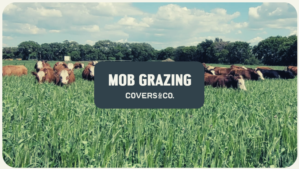 Mob Grazing