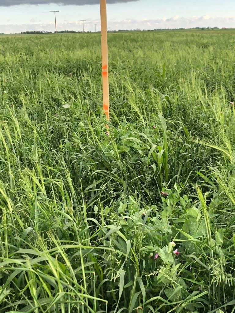 Souris, Mb (Stick Pic #2)