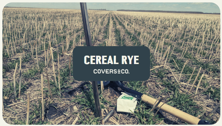 Cereal Rye