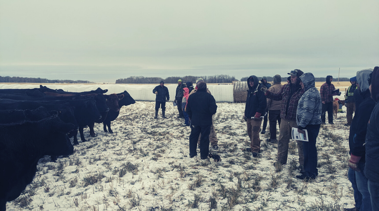 Nitrogen Fertilizer: A Cattle Farmer’s Perspective