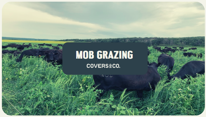 Mob Grazing