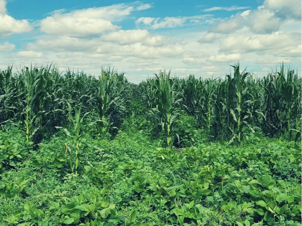Intercropping w/ Forage Soybeans