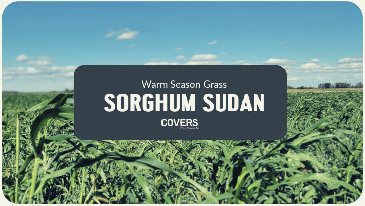 Sorghum Sudan (WSG)