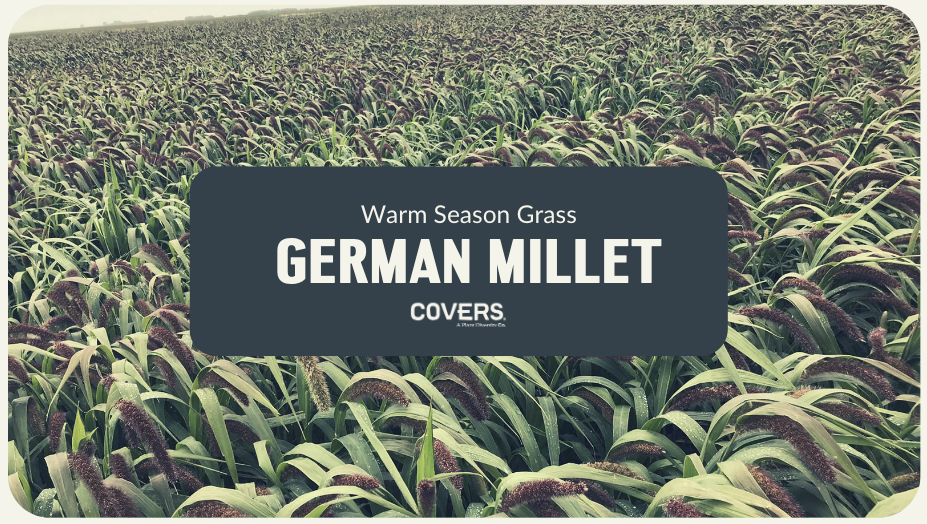 German Millet (WSG)
