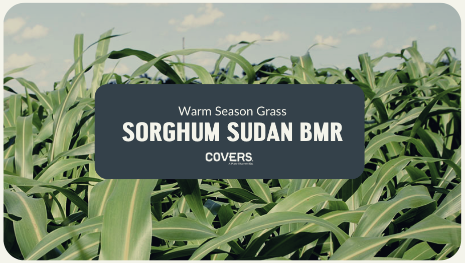 Sorghum Sudan BMR (WSG)