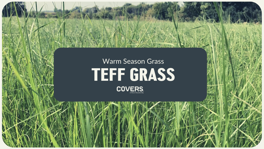 Teff Grass (WSG)