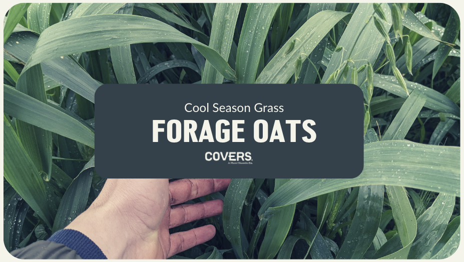 Forage Oats (CSG)