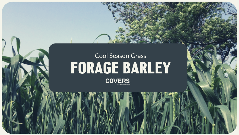 Forage Barley (CSG)