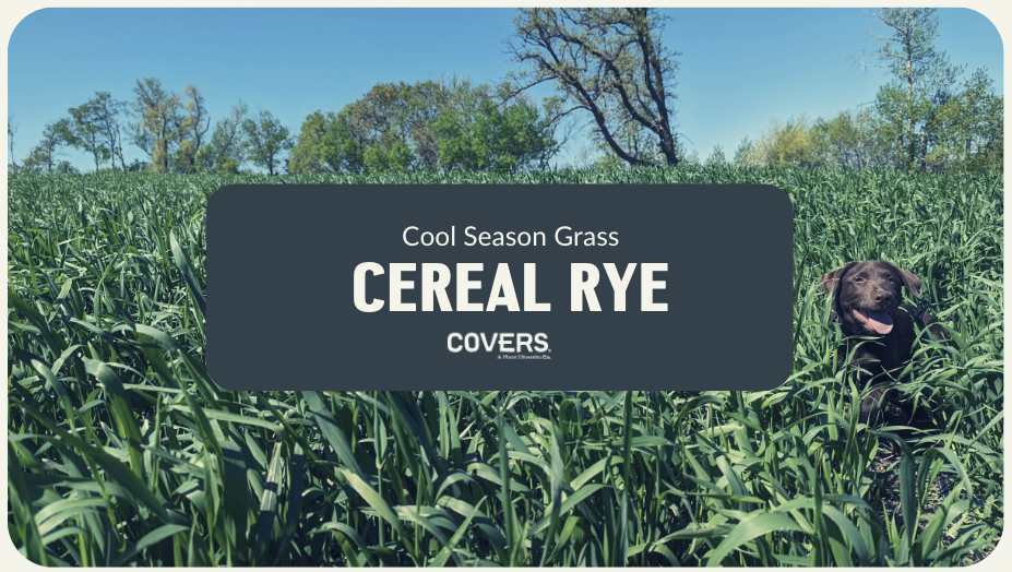 Cereal Rye (CSG)