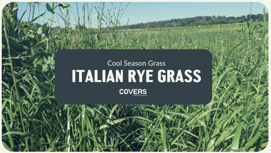 Italian Rye Grass (CSG)