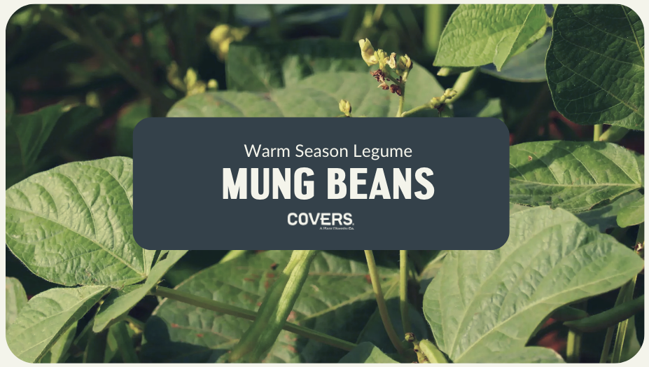 Mung Beans (WSL)