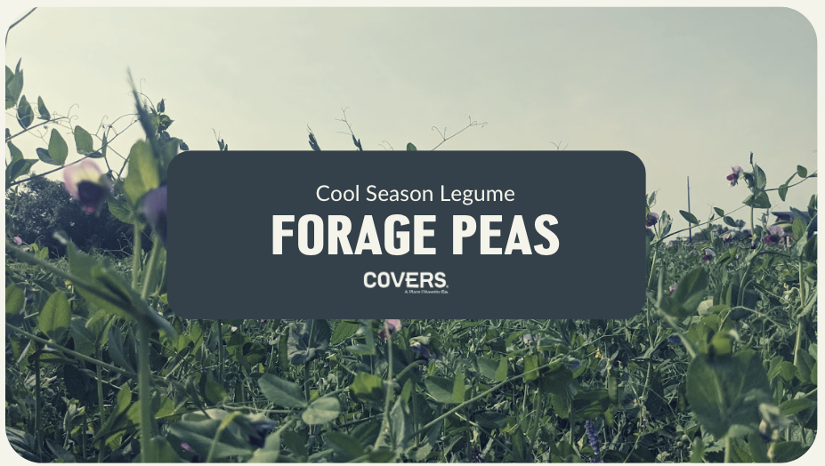 Forage Peas (CSL)