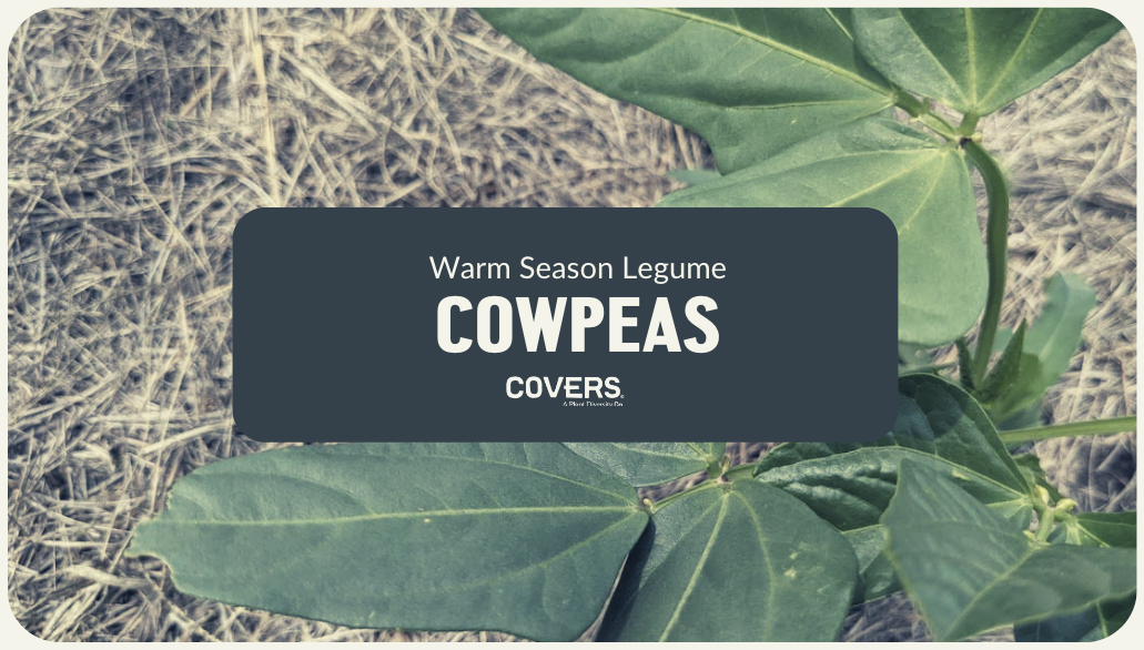 Cowpeas (WSL)