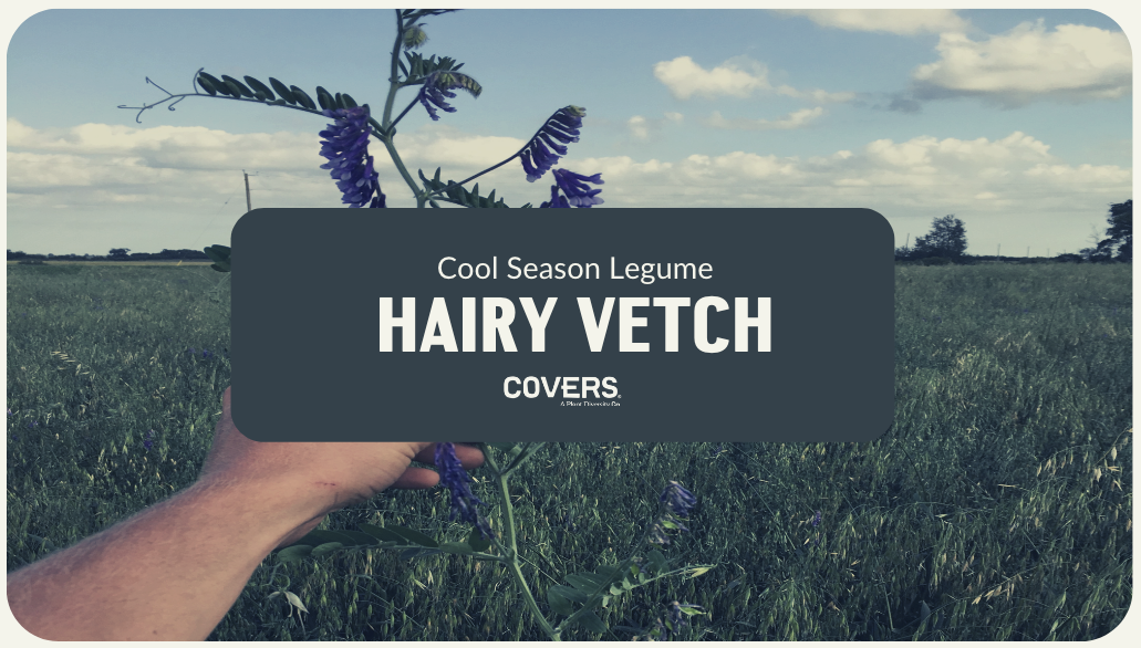 Hairy Vetch (CSL)