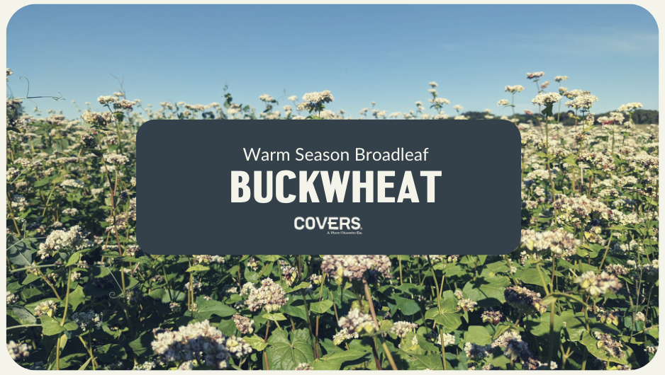 Buckwheat (WSB)