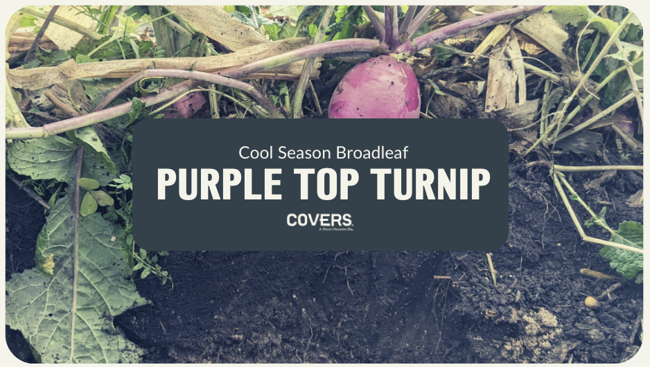 Purple Top Turnip (CSB)