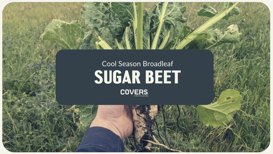 Sugar Beet (CSB)