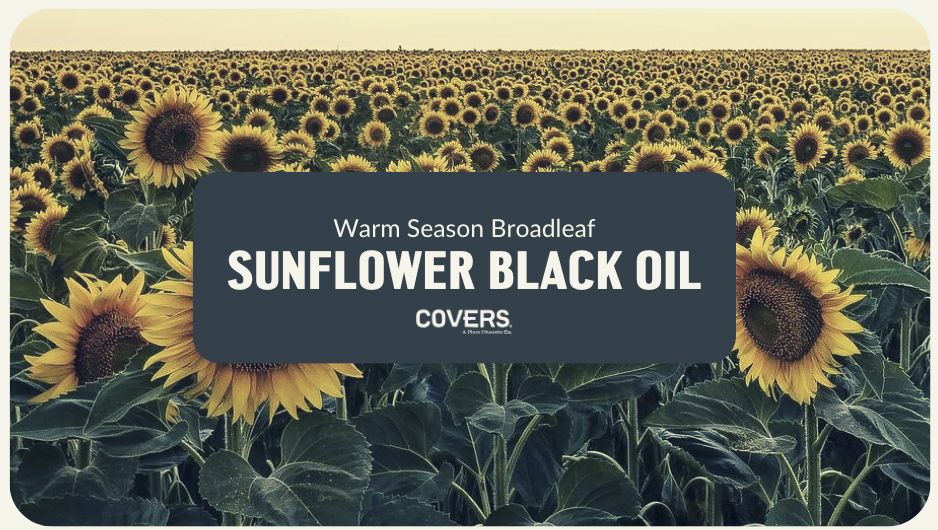 Sunflower Black Oil (WSB)