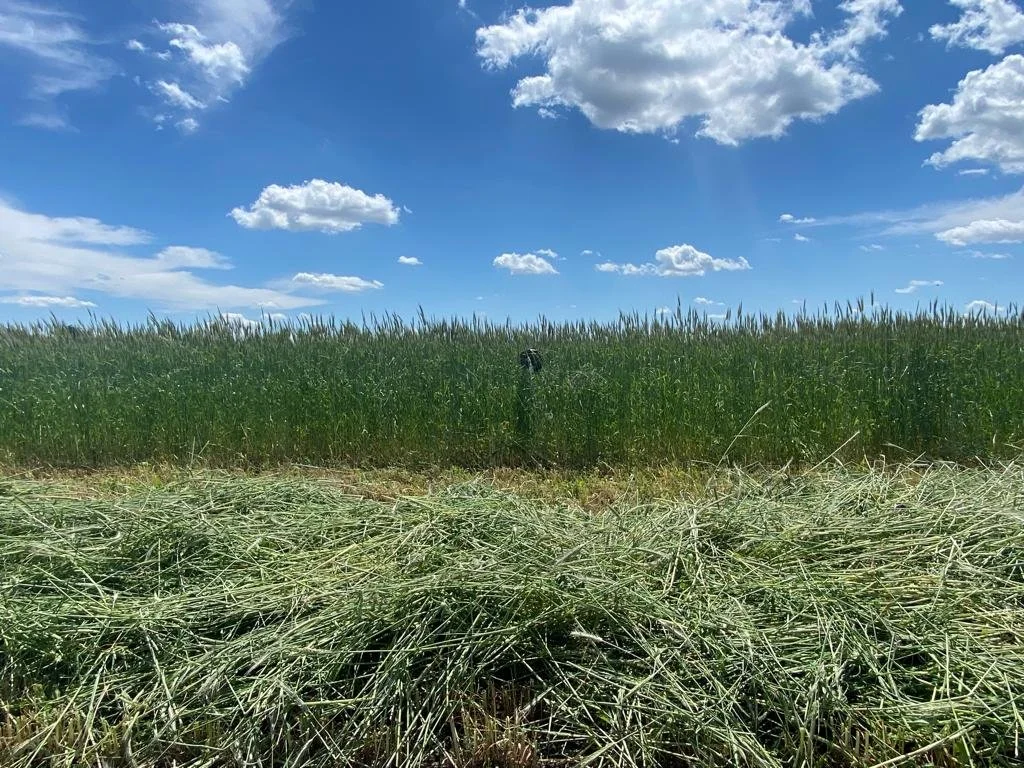 What To Sow After Cereal Rye Silage?