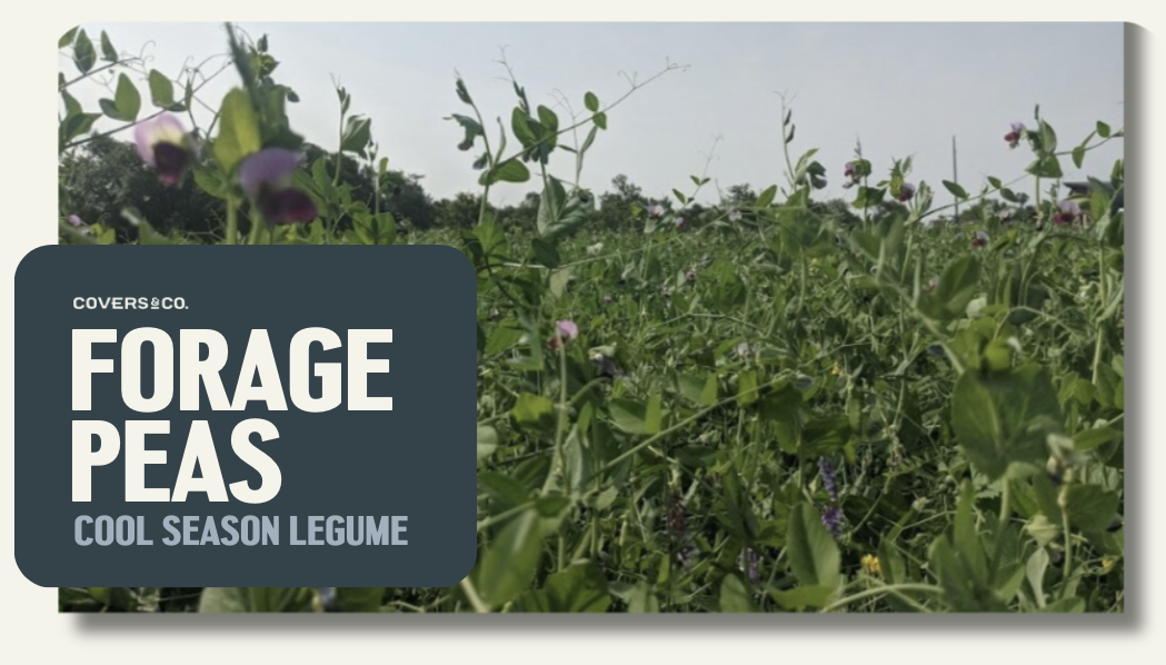 Forage Peas