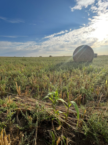 Back From The Dead: Full Season Cover vs. Barley