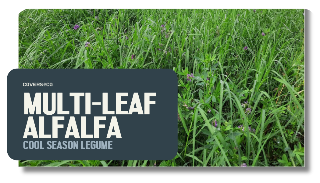 Multi-Leaf Alfalfa (10%)