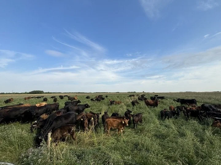 Farm Profitability in Kendal, SK