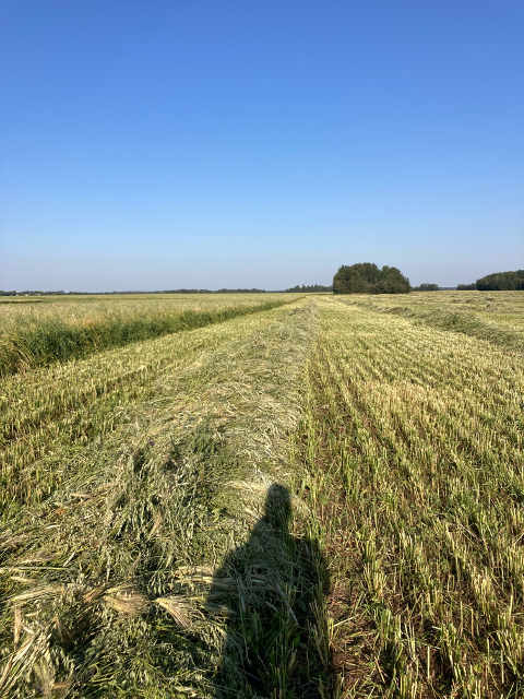 Forage Production Under Variable Moisture Conditions 
