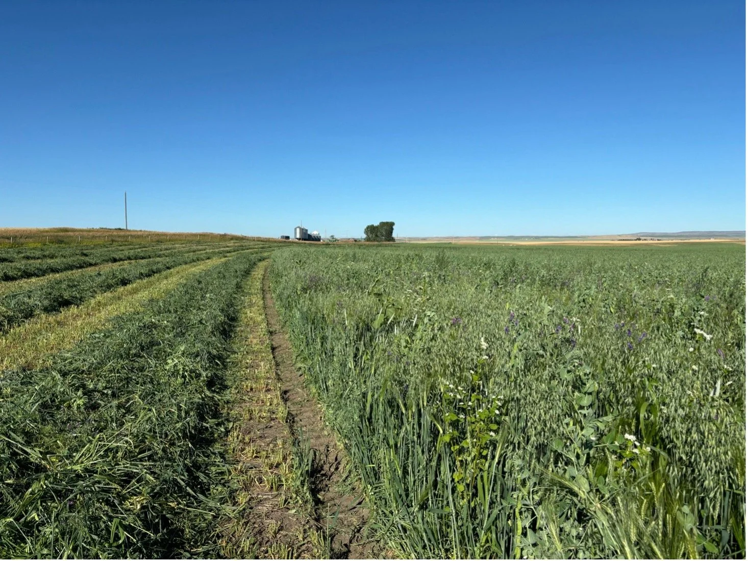 Seed Once, Harvest Twice: Full Season Cover under Irrigation