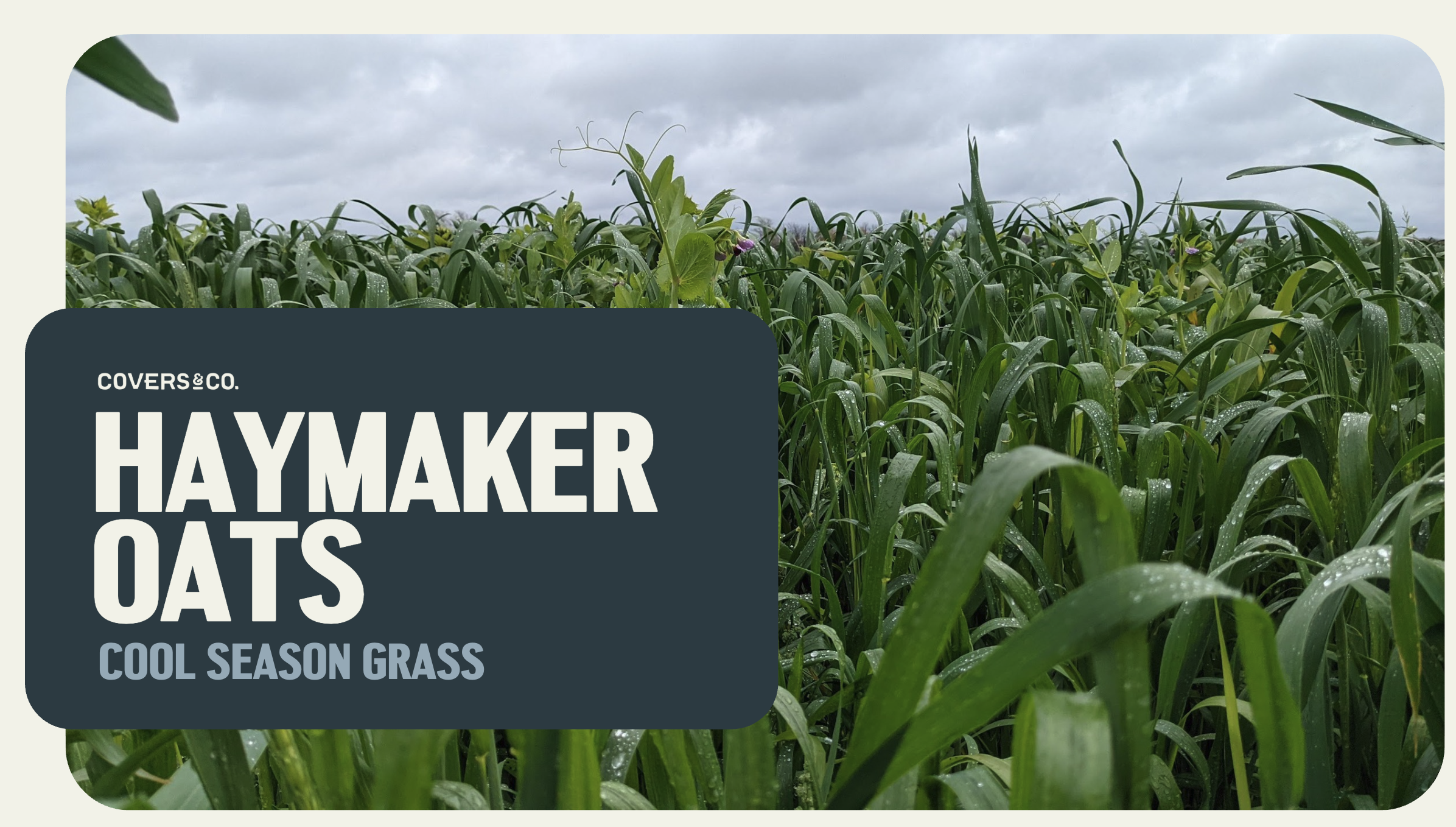 Haymaker Oats (11.5%)