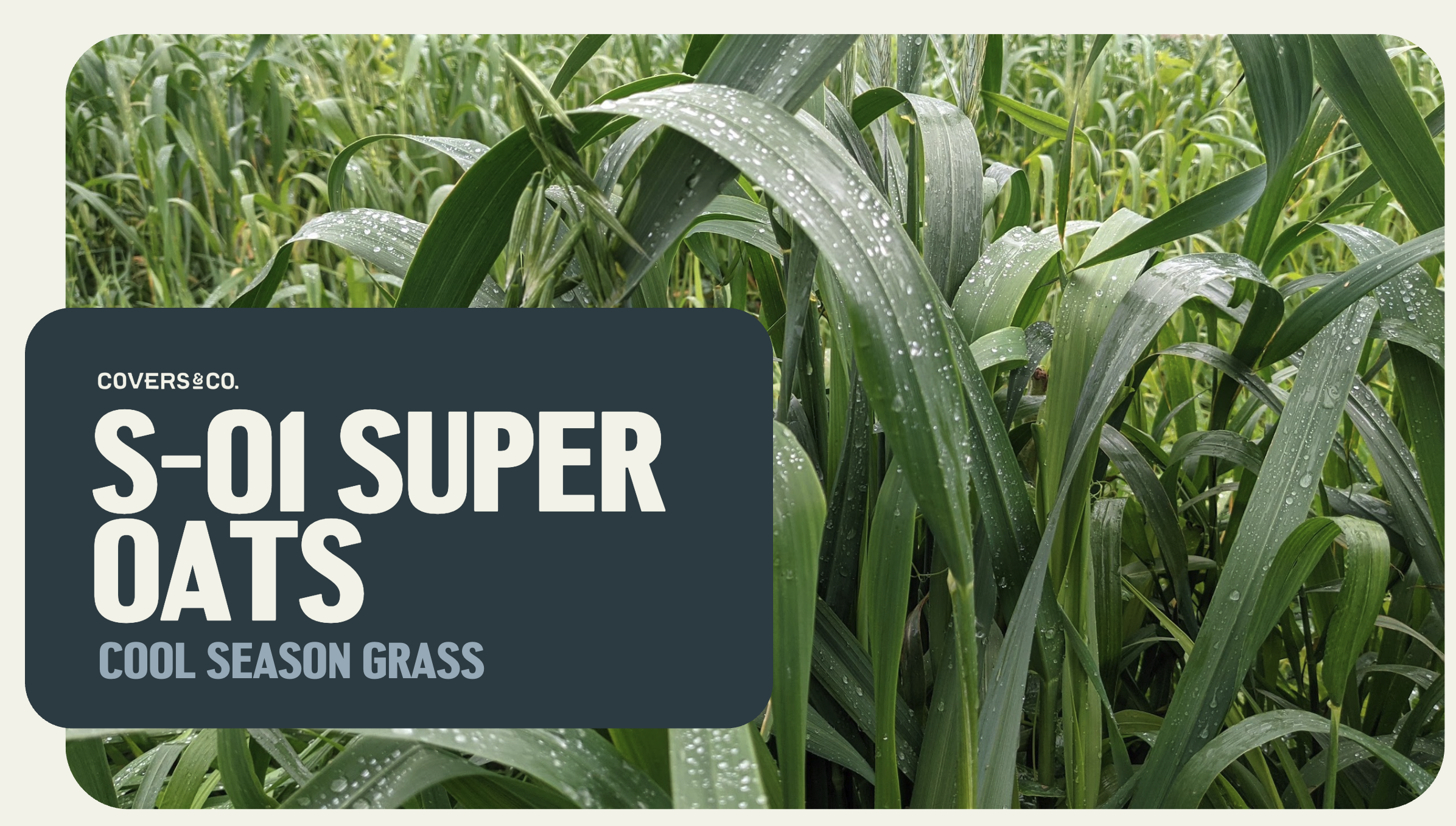 S-01 Super Oats (10.5%)