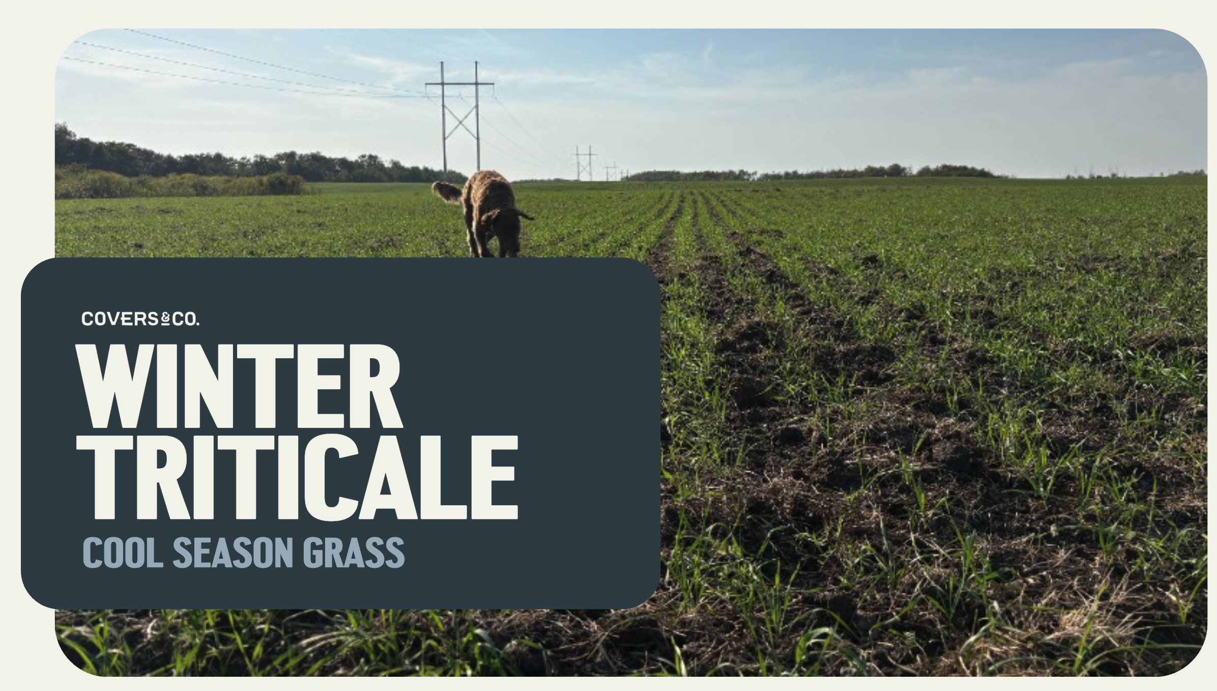 Winter Triticale (17%)