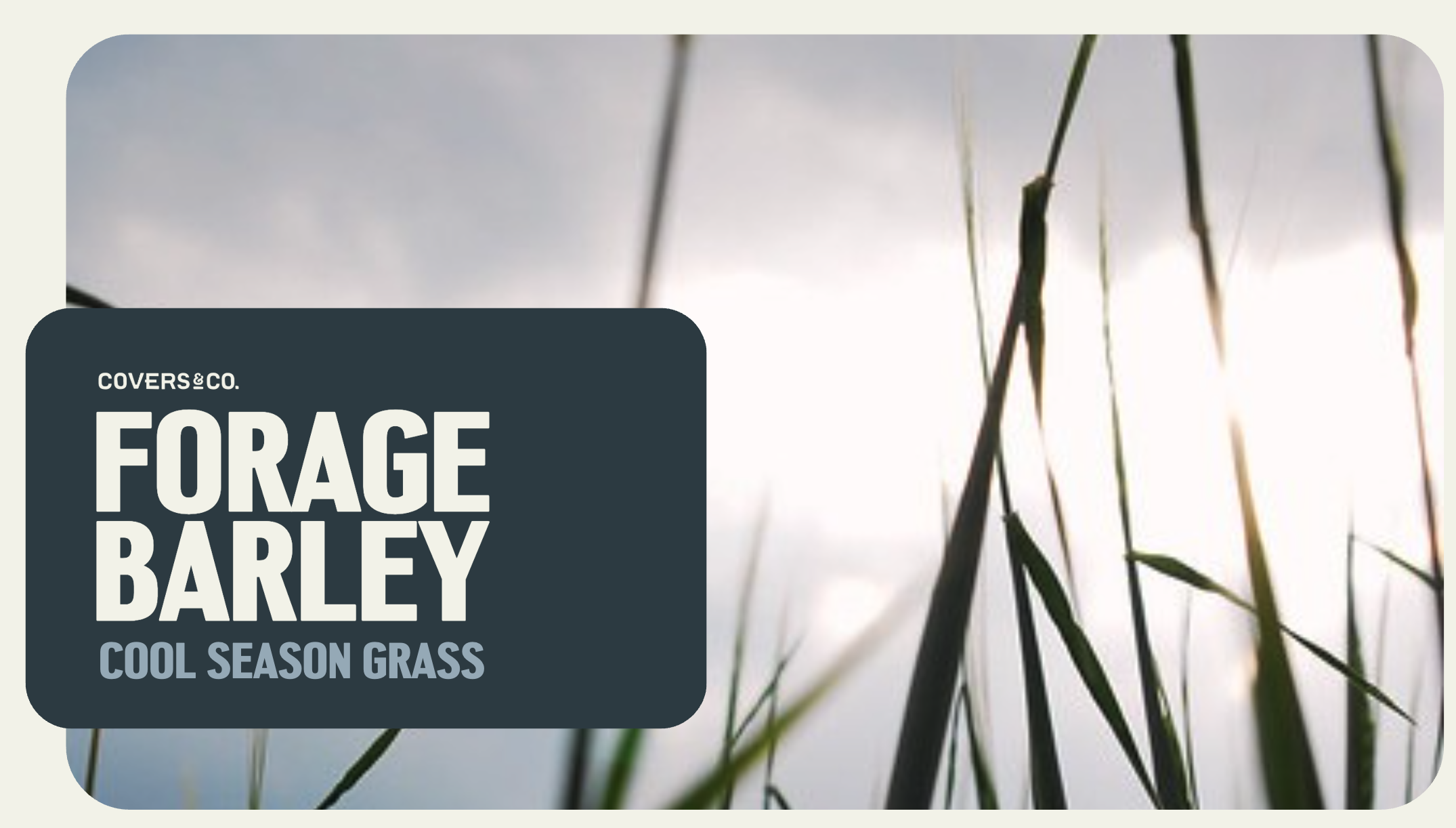Forage Barley (10%)