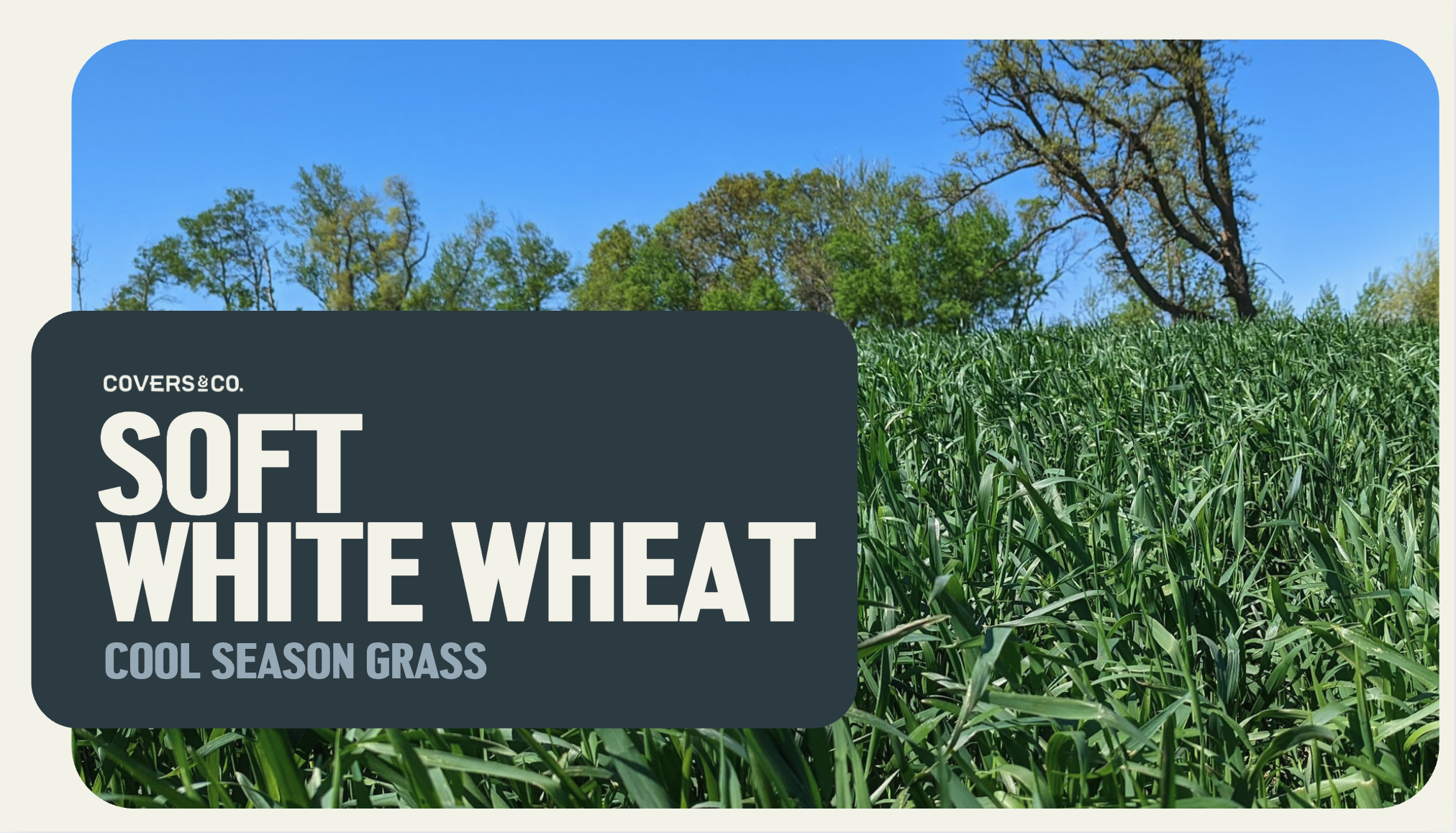 Soft White Wheat (8%)