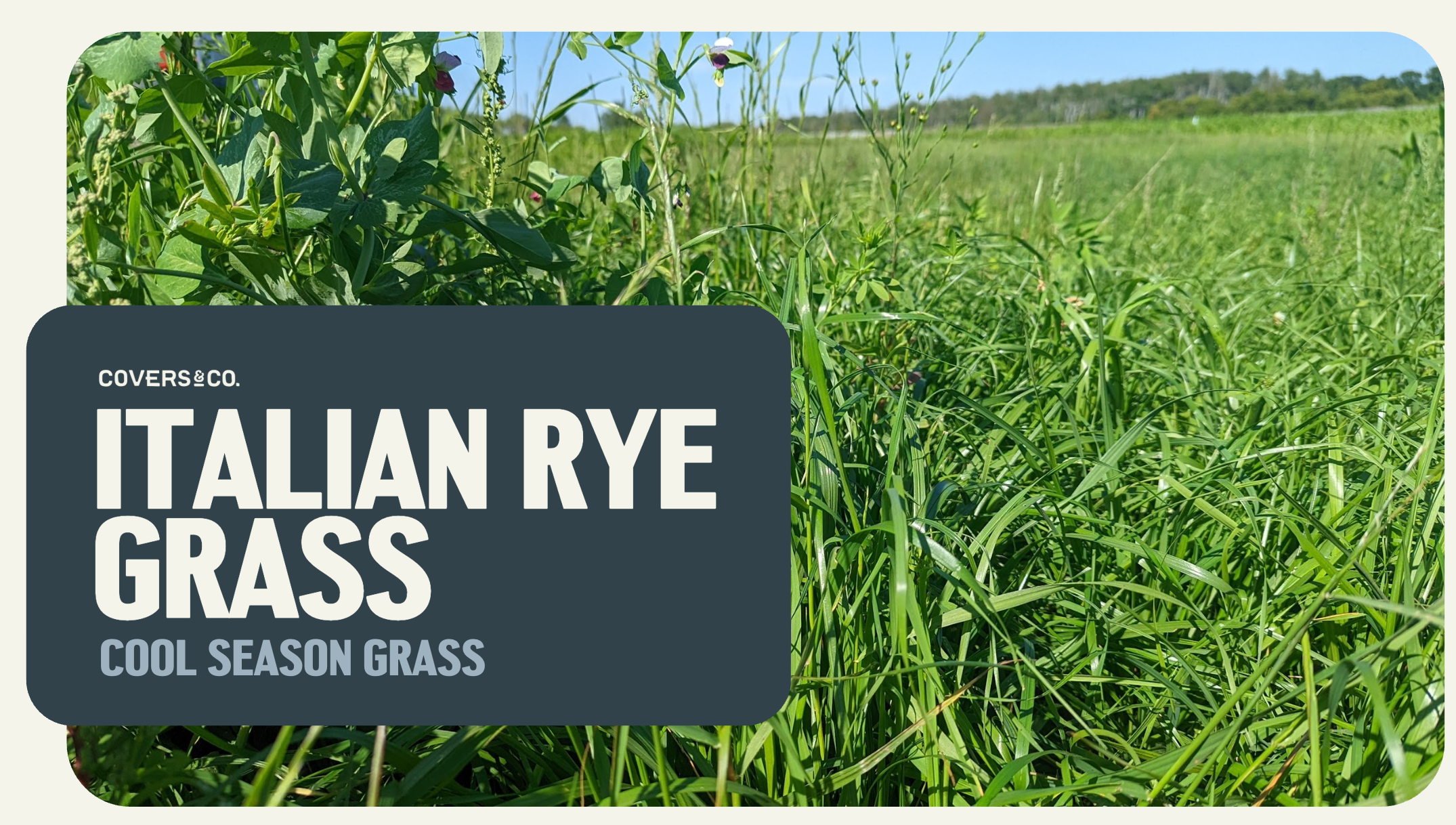 Italian Rye Grass (7%)